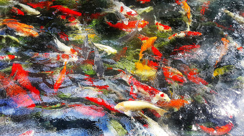 High angle view of koi carps swimming in pond