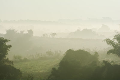 Trees on landscape against sky