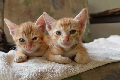 Portrait of cats on bed