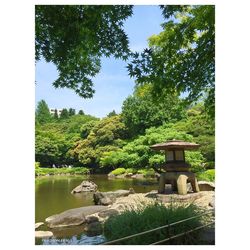 View of trees by pond