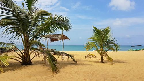 Palm trees on beach against sky