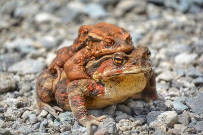 Close-up of frog on rock