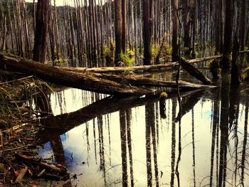 Reflection of trees in water