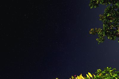 Low angle view of tree against sky at night