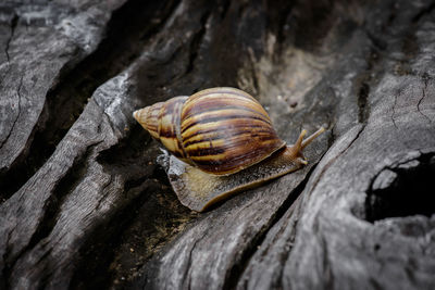 Close-up of snail on tree trunk