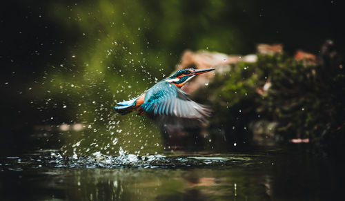 Bird flying over lake