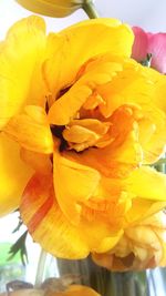 Close-up of yellow flower