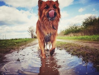 Dog running in lake