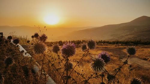 Scenic view of flowers against sky at sunset