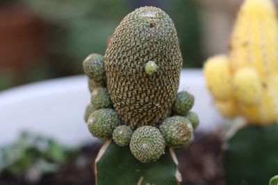 Close-up of prickly pear cactus