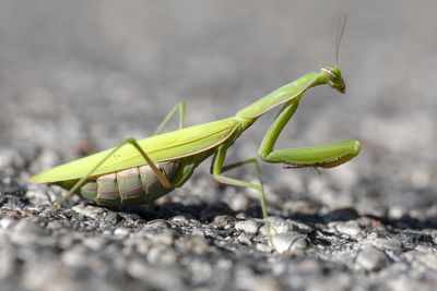 Close-up of insect on leaf