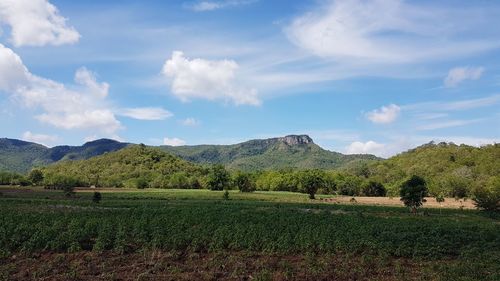 Tapioca field with the mountain and blue sky background