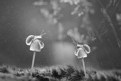 Close-up of mushroom growing outdoors