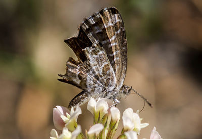 Close-up of butterfly pollinating on flowers growing outdoors
