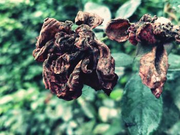 Close-up of wilted flower