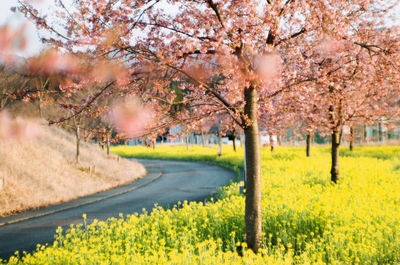 View of cherry blossom tree in field