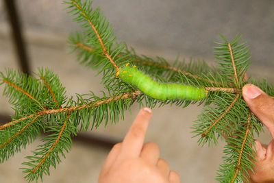 Close-up of hand holding leaf