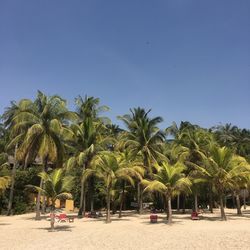 Palm trees on beach against clear sky