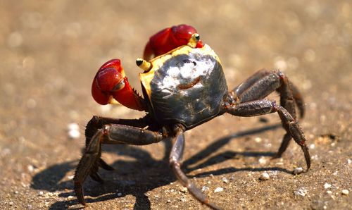 Close-up of insect on land