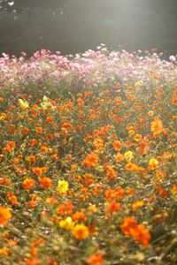 Close-up of flowers blooming outdoors