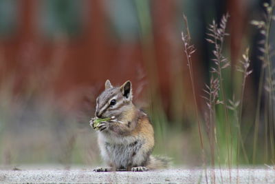 Close-up of squirrel