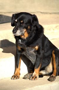 Close-up of black dog sitting outdoors
