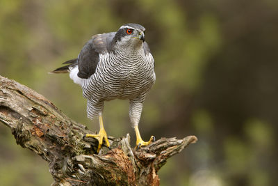 Close-up of bird perching on branch