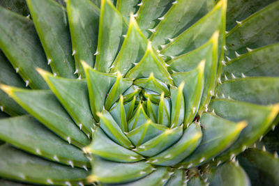 Full frame shot of succulent plant