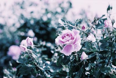 Close-up of pink rose