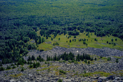 Scenic view of pine trees in forest