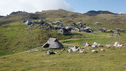 View of sheep on grassy field