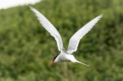 Bird flying