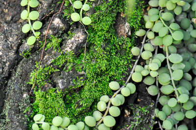 High angle view of moss growing on rock