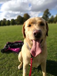 Portrait of dog on field