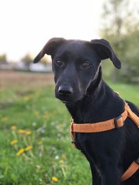 Close-up portrait of black dog on field