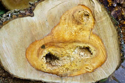 Close-up of tree trunk