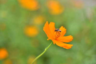 Close-up of insect on flower