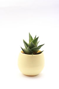 Close-up of potted plant against white background