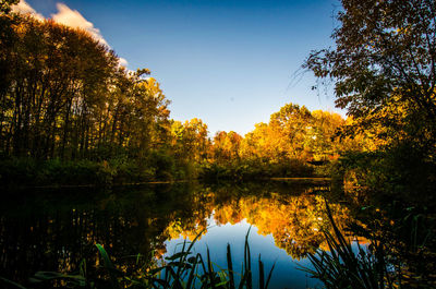 Reflection of trees in lake