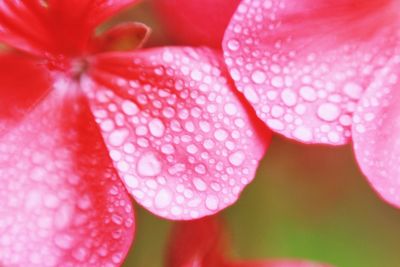 Close-up of pink rose flower