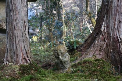 Trees in forest