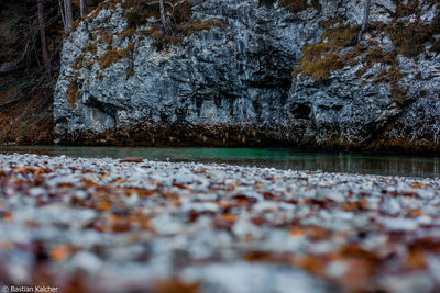 Surface level of autumn leaves in water