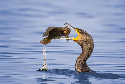 Cormorant eating fish in lake