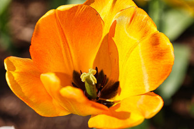 Close-up of orange flower