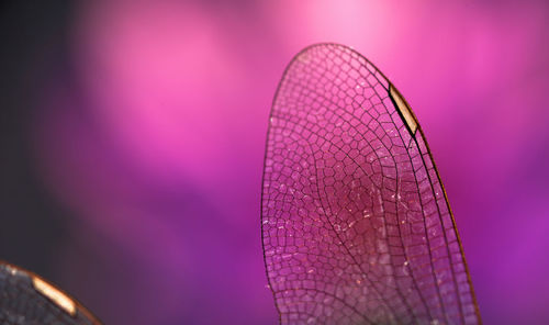 Close-up of dragonfly