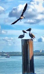 Birds flying over sea against sky