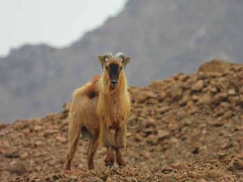 Lion standing on field