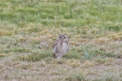 Portrait of a bird on field