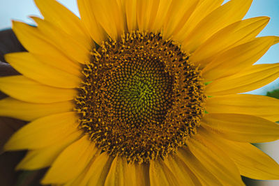 Close-up of sunflower