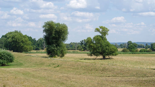 Trees on field against sky